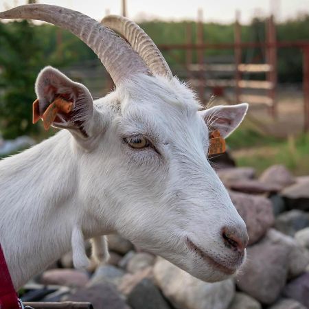 Gospodarstwo Agroturystyczne Anielin Okonek المظهر الخارجي الصورة
