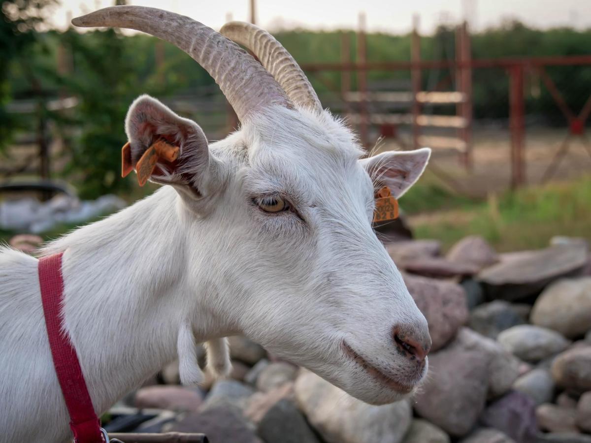 Gospodarstwo Agroturystyczne Anielin Okonek المظهر الخارجي الصورة